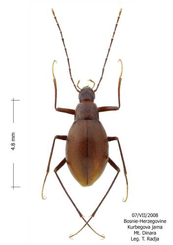 Haplotropidius pubescens